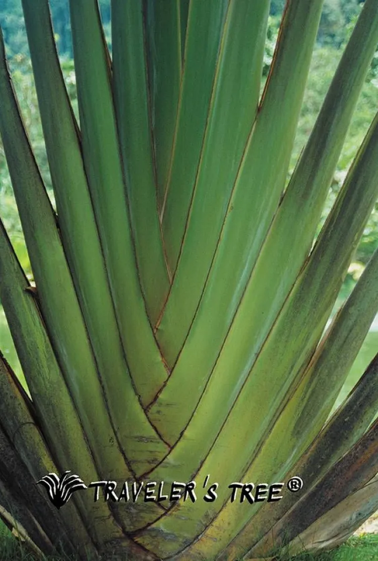 Freizeit- & Reisekleidung|Seiden Basics^Traveleru00b4s Tree Damen REISE SCHLAFANZUG kurz Seide-Baumwolle Traveler´s Tree® raspberry (himbeer rot)