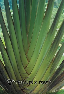 Freizeit- & Reisekleidung|Seiden Basics^Traveleru00b4s Tree Damen  REISE SCHLAFANZUG lang Seide-Baumwolle Traveler´s Tree® 1001 blau