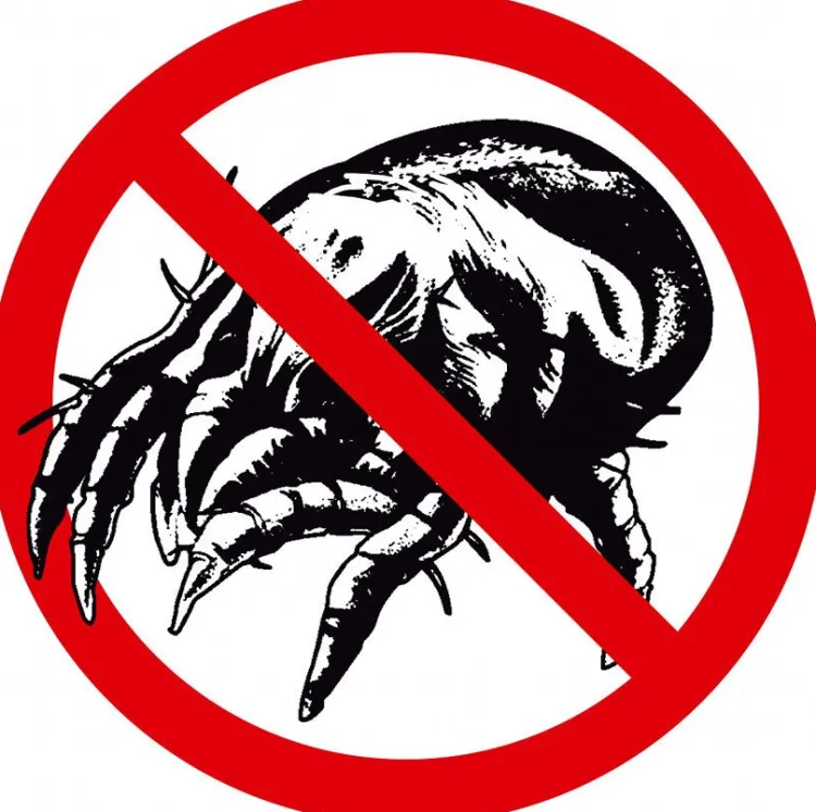 Naturhaarkissen^Sannwald DERBY Schafwolle Kopfkissen waschbar creme / natur