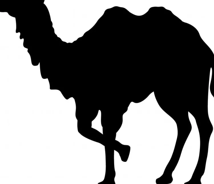 Naturhaardecken|Winterdecken^Sannwald Duo-Winterdecke Kamelhaar KAIRO waschbar creme-weiß (natur)