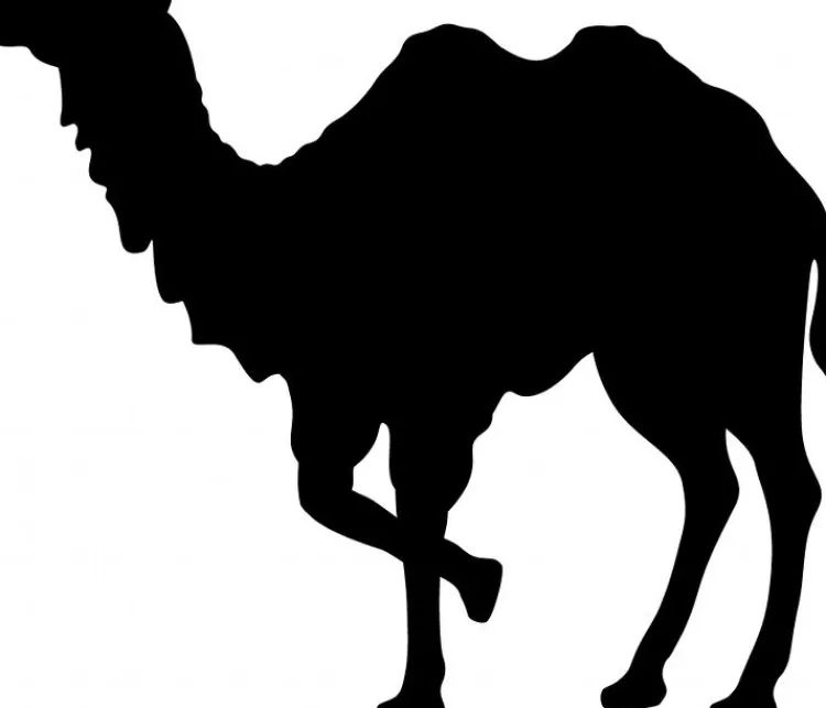 Naturhaarkissen^Sannwald KAIRO Kopfkissen waschbar mit Kamelhaar creme / natur