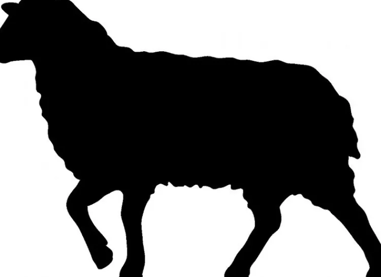 Naturhaarkissen^Sannwald KAIRO Kopfkissen waschbar mit Kamelhaar creme / natur