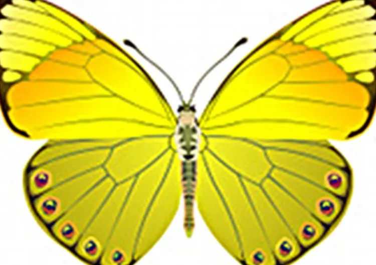 Seidendecken|Sommerdecken^HEFEL Sommer Seidendecke PURE SILK SD mit Lyocell-Satin von champagner (creme-weiß)